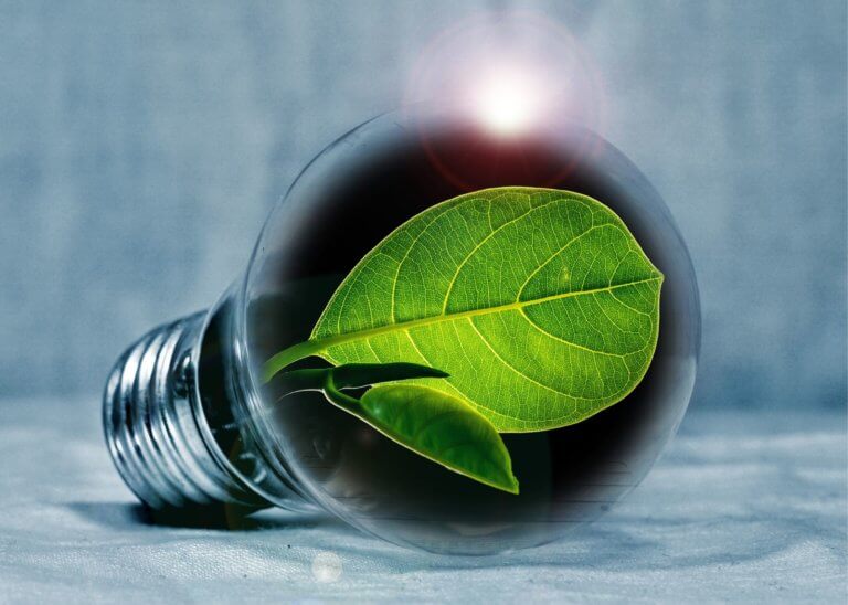 light bulb with leaf in it