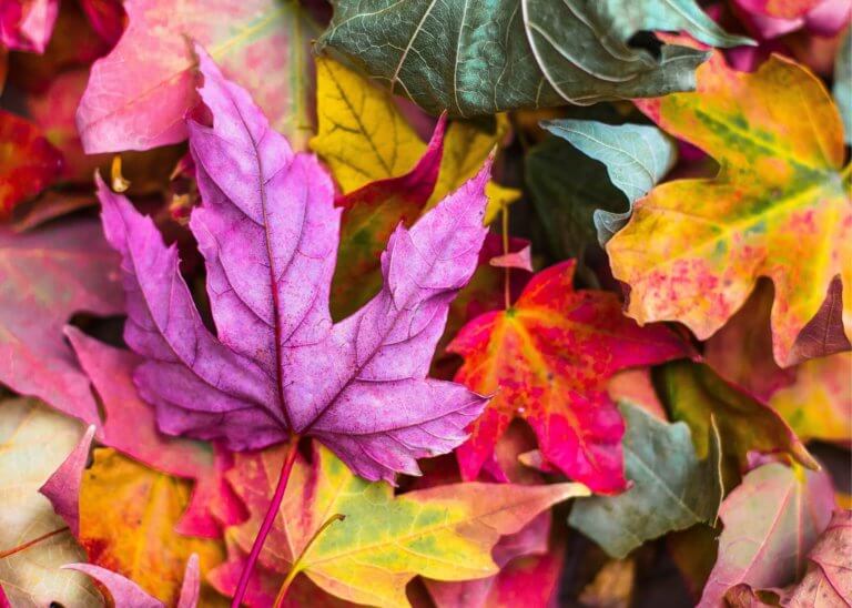 closeup of fall leaves